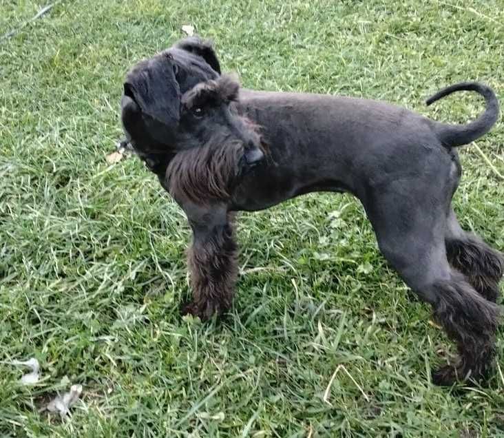 Sznaucer Miniaturowy Suka