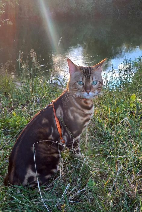 Продається бенгал 22