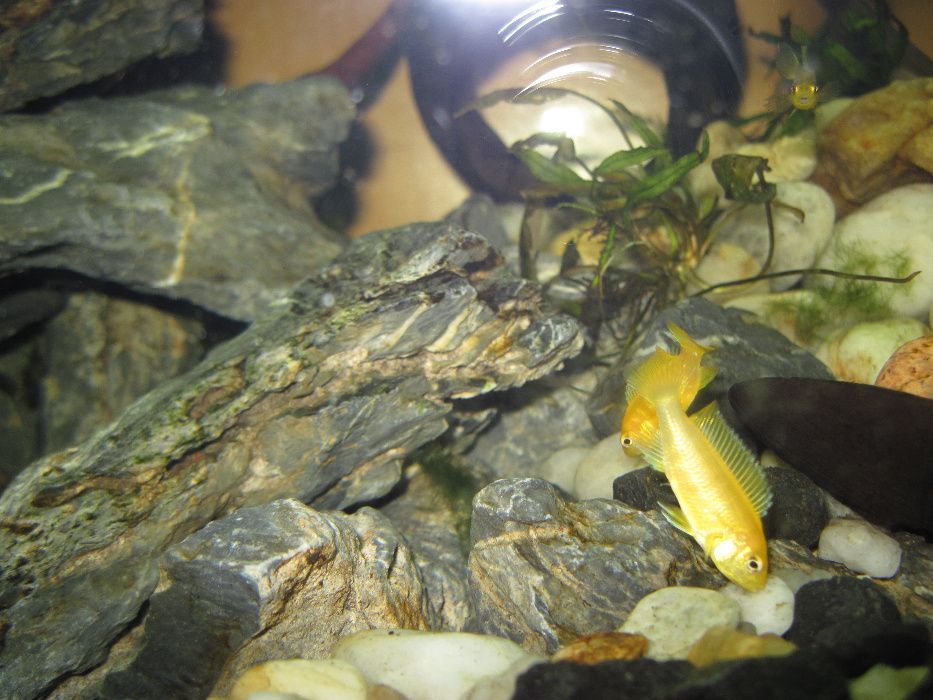 Pyszczaki MALAWI Pseudotropheus Saulosi Saulosa i Maingano - rybki GDA
