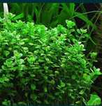 Bacopa monnieri Bacopa drobnolistna