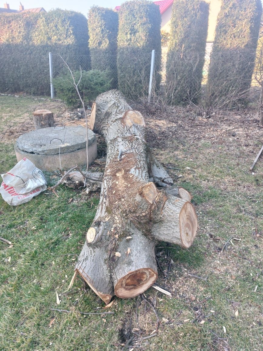 Sprzedam drzewo orzech włoski