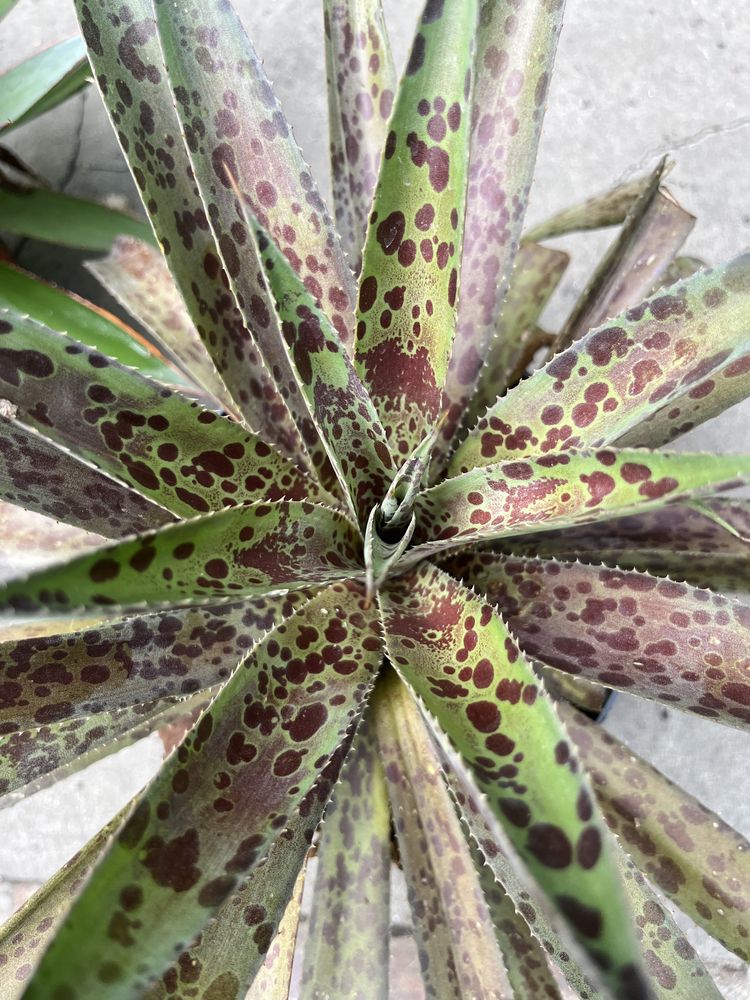 Мангава pineapple exspress
