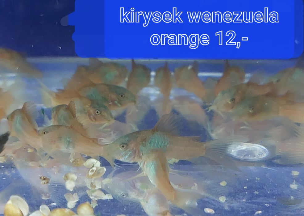 Kirysek wenezuela orange, wysyłam