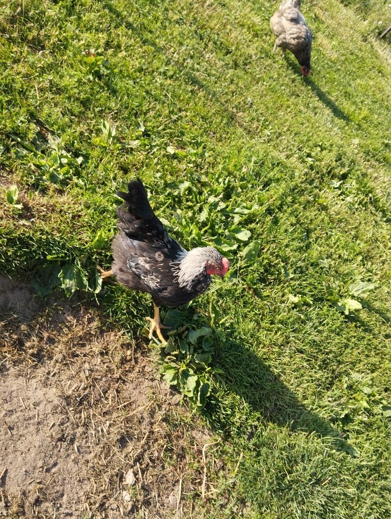 Sprzedam młode koguty