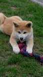 Akita inu akita japońska suczka szczeniak ZKWP gotowa do odbioru