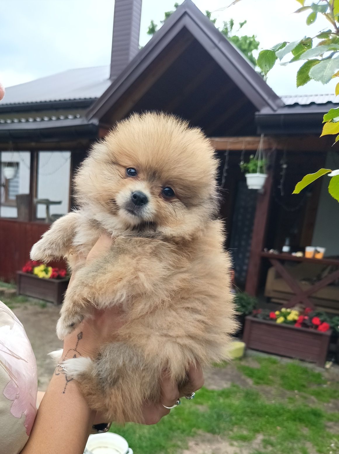 Piesek szpic miniaturowy