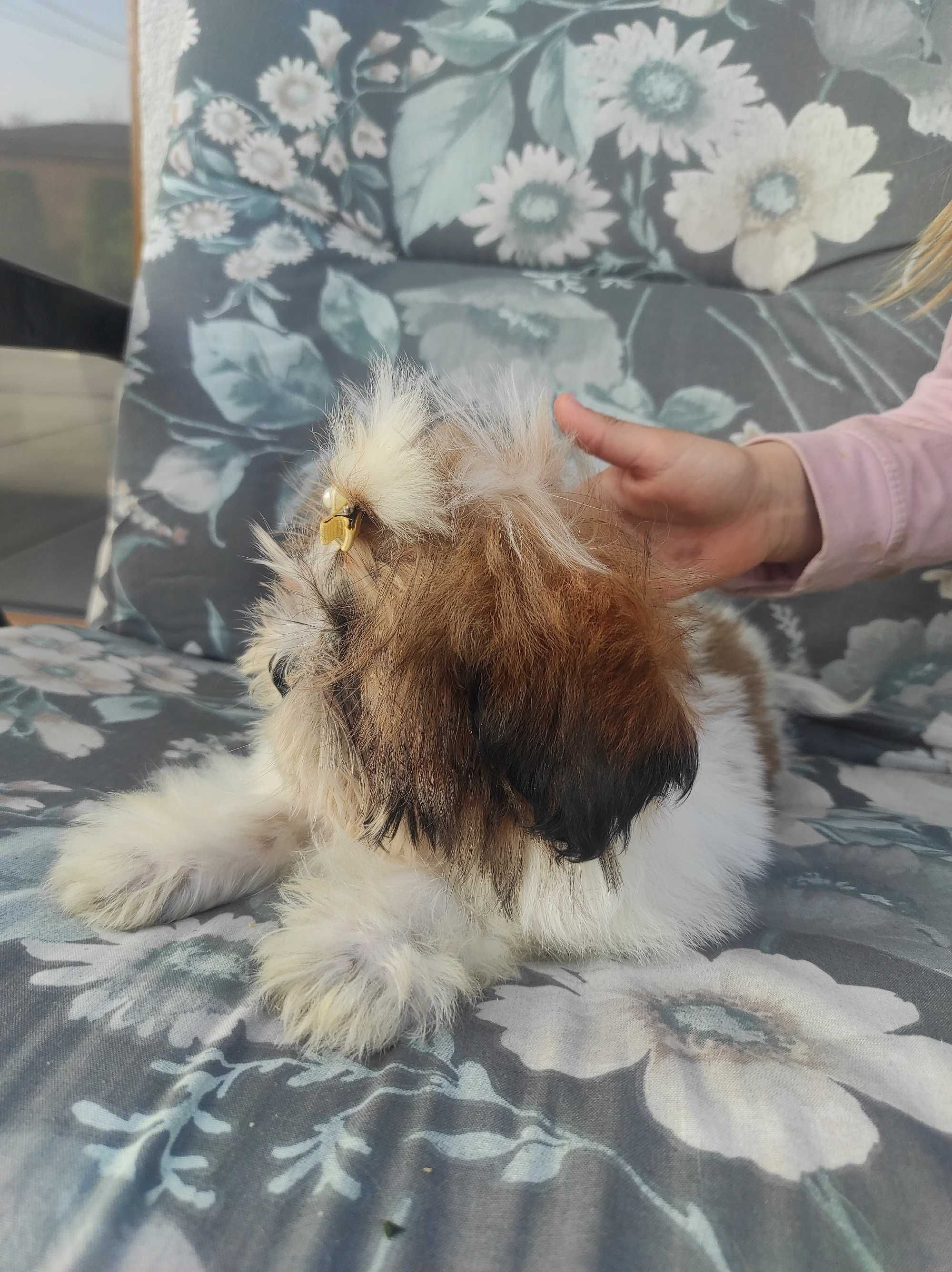 Shih Tzu chłopczyk tricolor