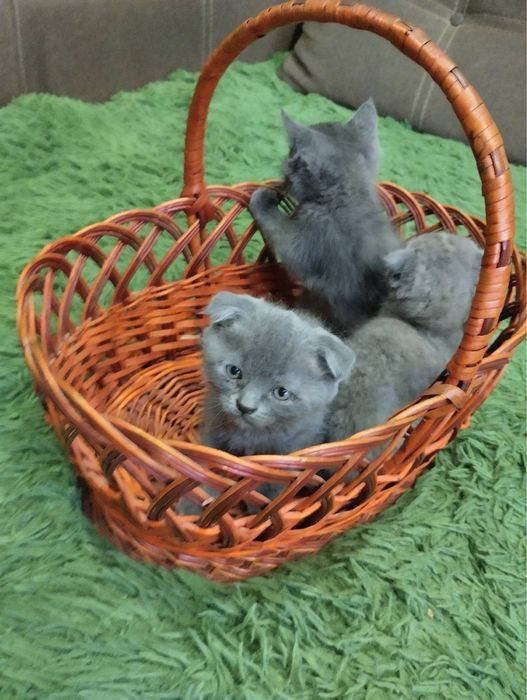 Продам кошенят Шотландців