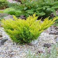 Ялівець пфітцеріана Голд Стар/Juniperus pfitzeriana Gold Star