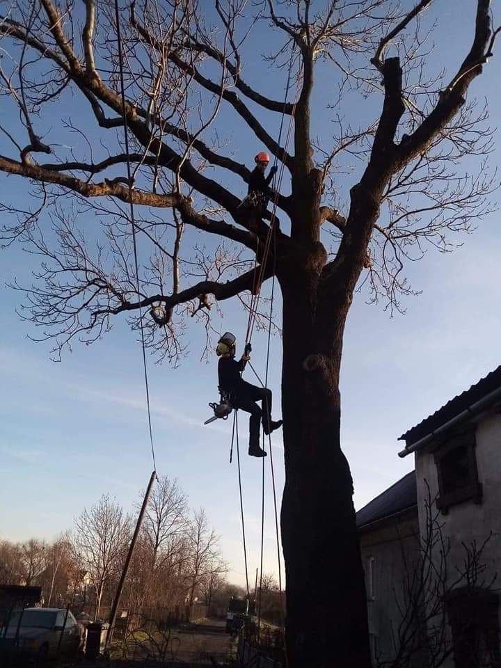 Wycinka i pielęgnacja drzew metoda alpinistyczną