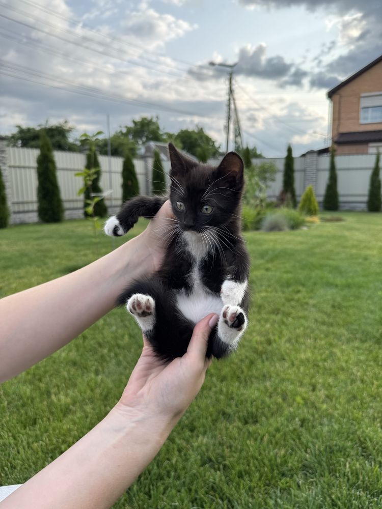 Кошенята шукають дім (безкоштовно)