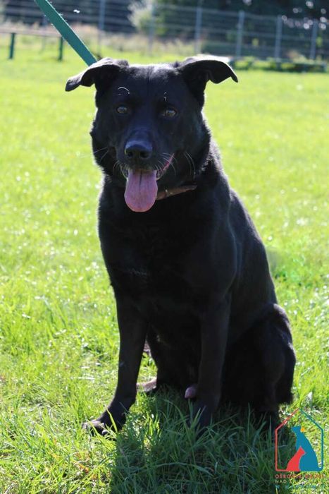 Piesek Benny szuka domu