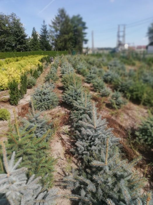 Świerk Srebrby Srebrzysty Iglaki Ocieszyn