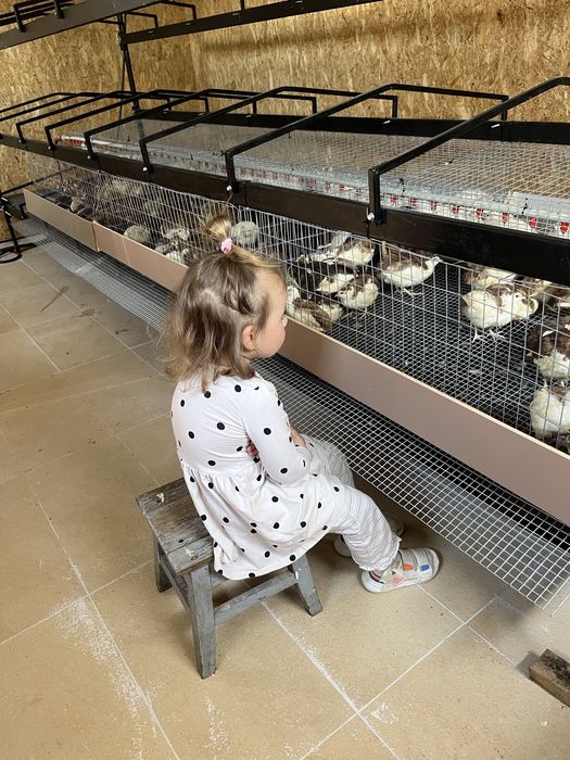 Przepiorki w roznym wieku.