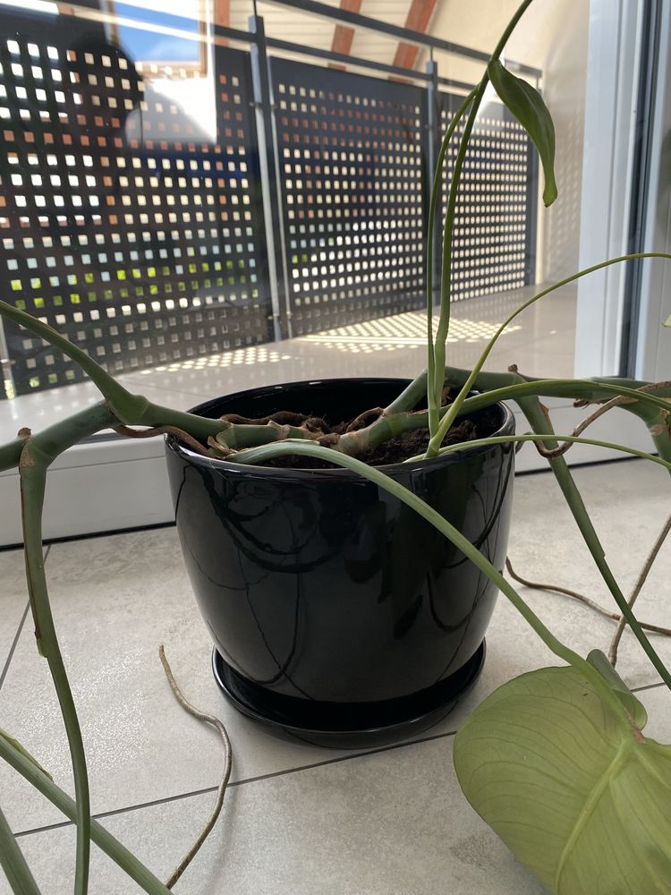 Duża Monstera deliciosa