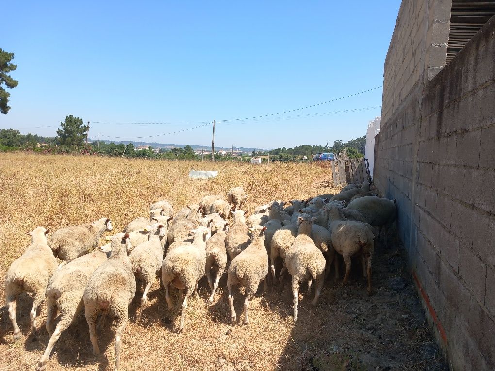 Rebanho de 40 ovelhas  de carne novas   merinas com b4
