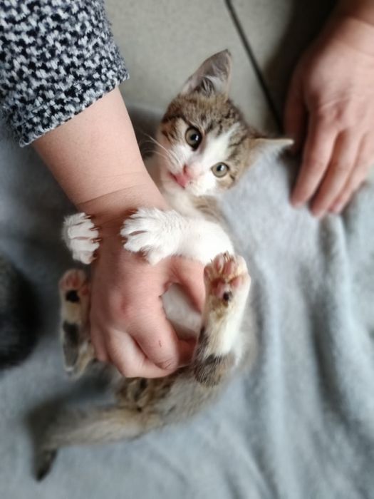 Koty szukają domów. Adoptuj