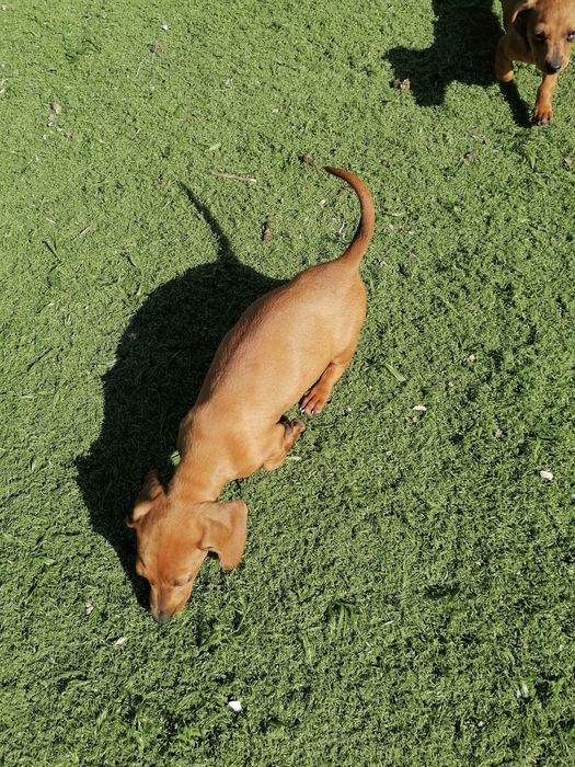 Teckel miniatura castanha