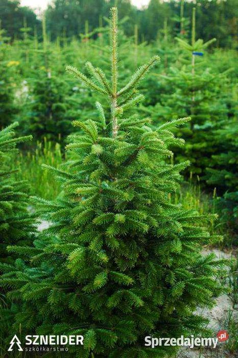 Sprzedam Jodłę Kaukaską  w całości lub  gałązki