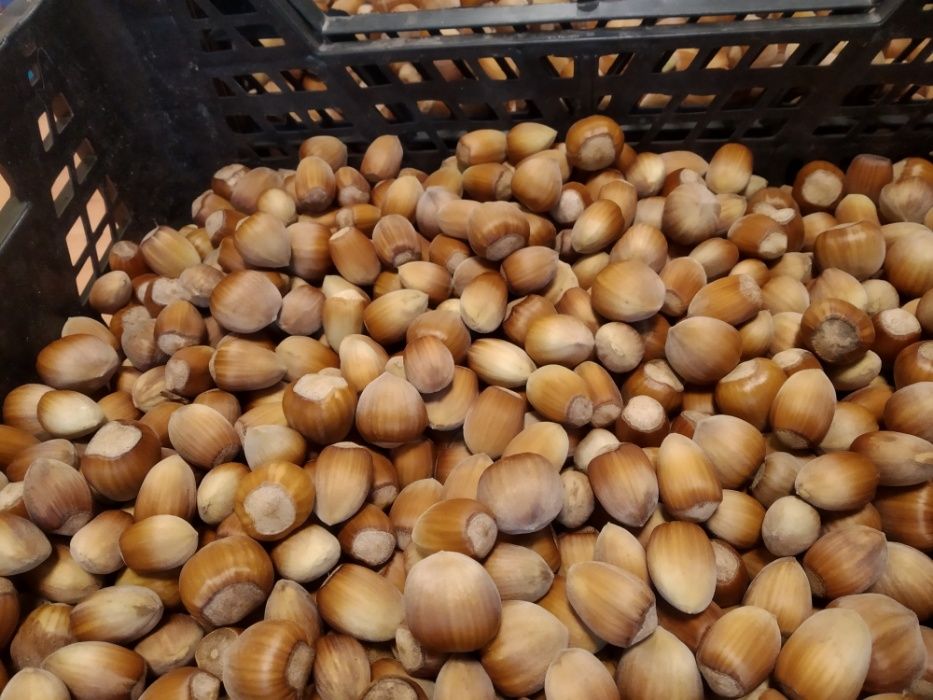 Orzechy laskowe w łupinie POLSKIE własna plantacja 1kg 2024