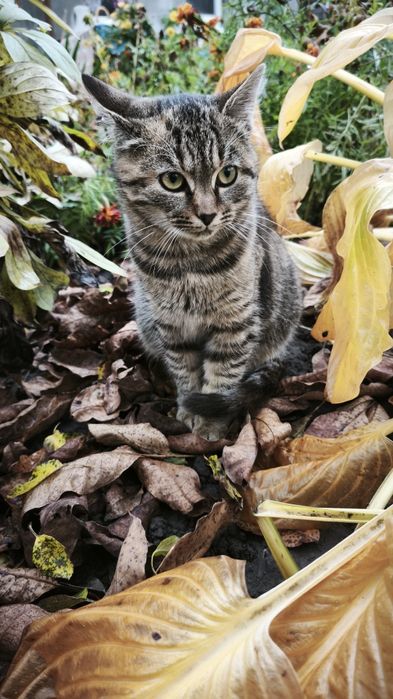 Віддам кошеня в хороші руки