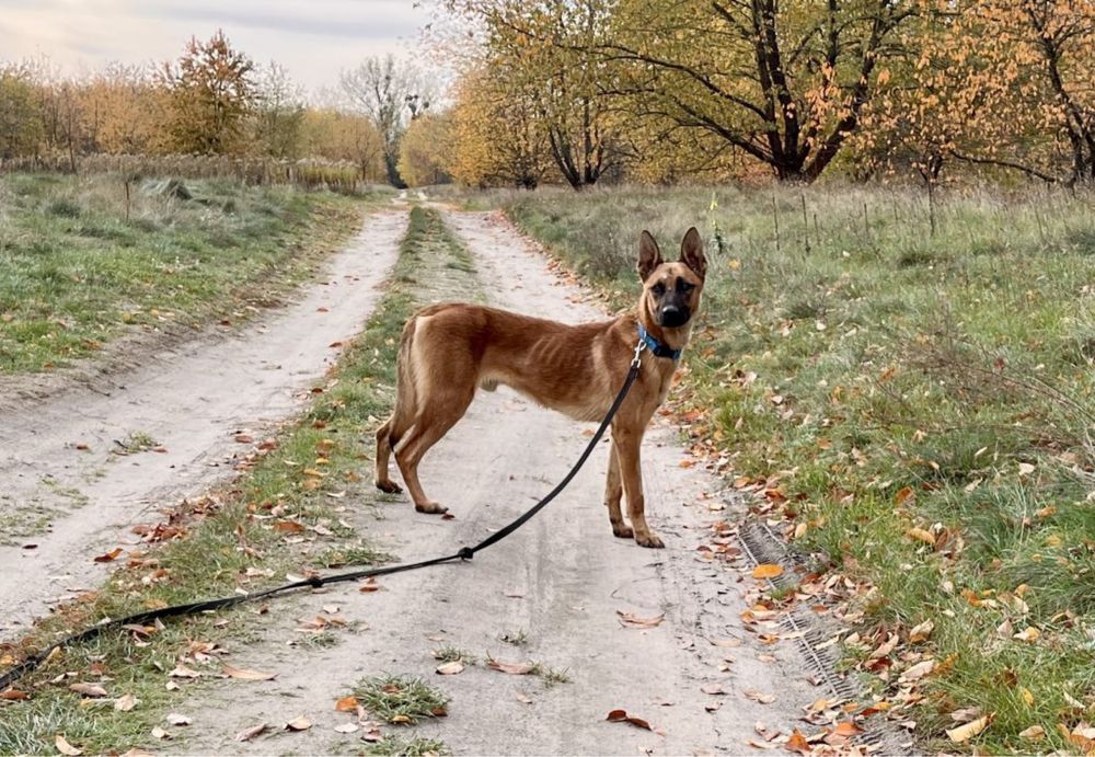 Kasjo – pies w typie owczarka belgijskiego do adopcji