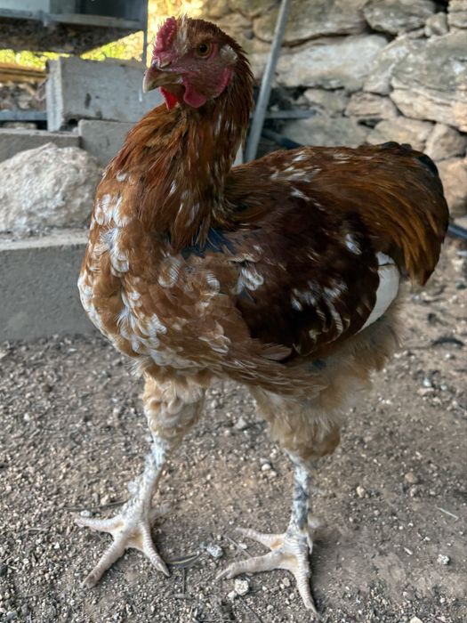 Jovens Galos 6 meses