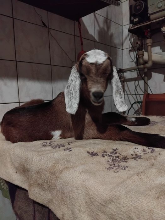 Козенята нубійські