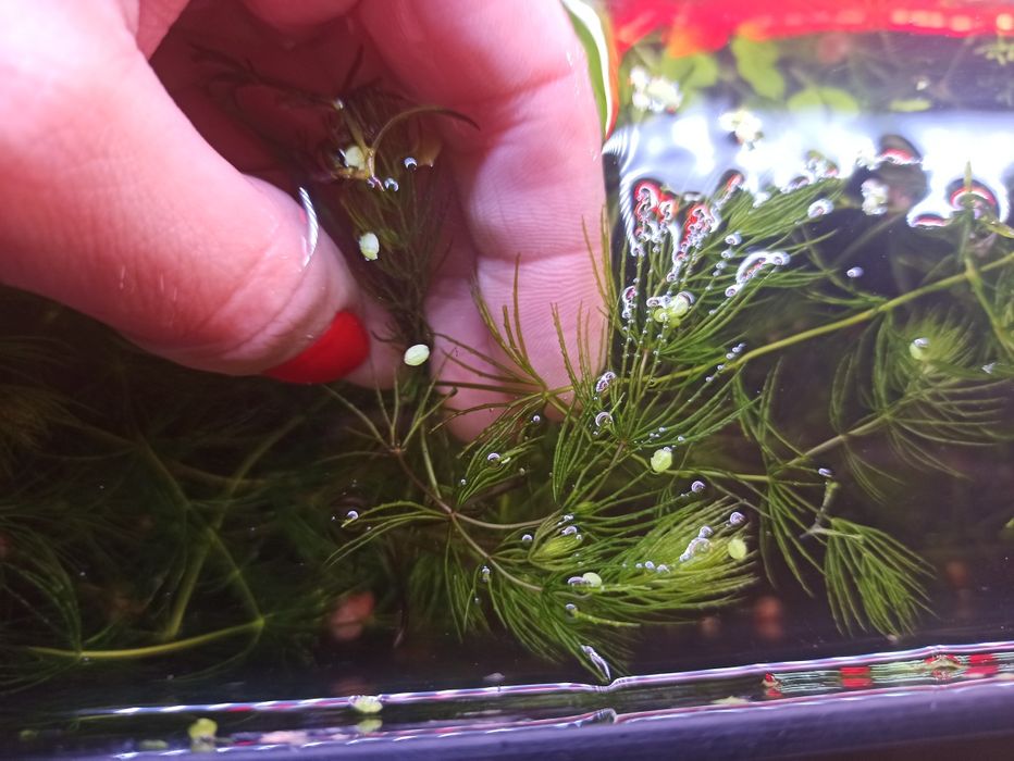 Rogatek roślina do akwarium