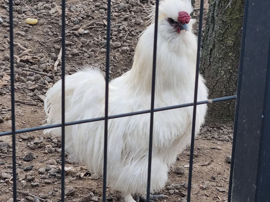 Kogut silka biały