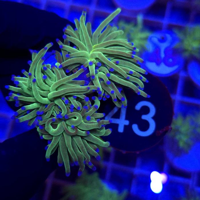 Euphyllia glabrescens Cotton Candy - 3 głowy