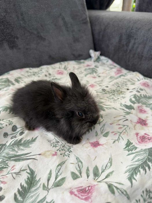 Króliczki karzełek ,teddy mini