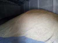 Sprzeda 21 ton pszenżyto zboze