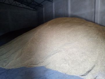 Sprzeda 21 ton pszenżyto zboze