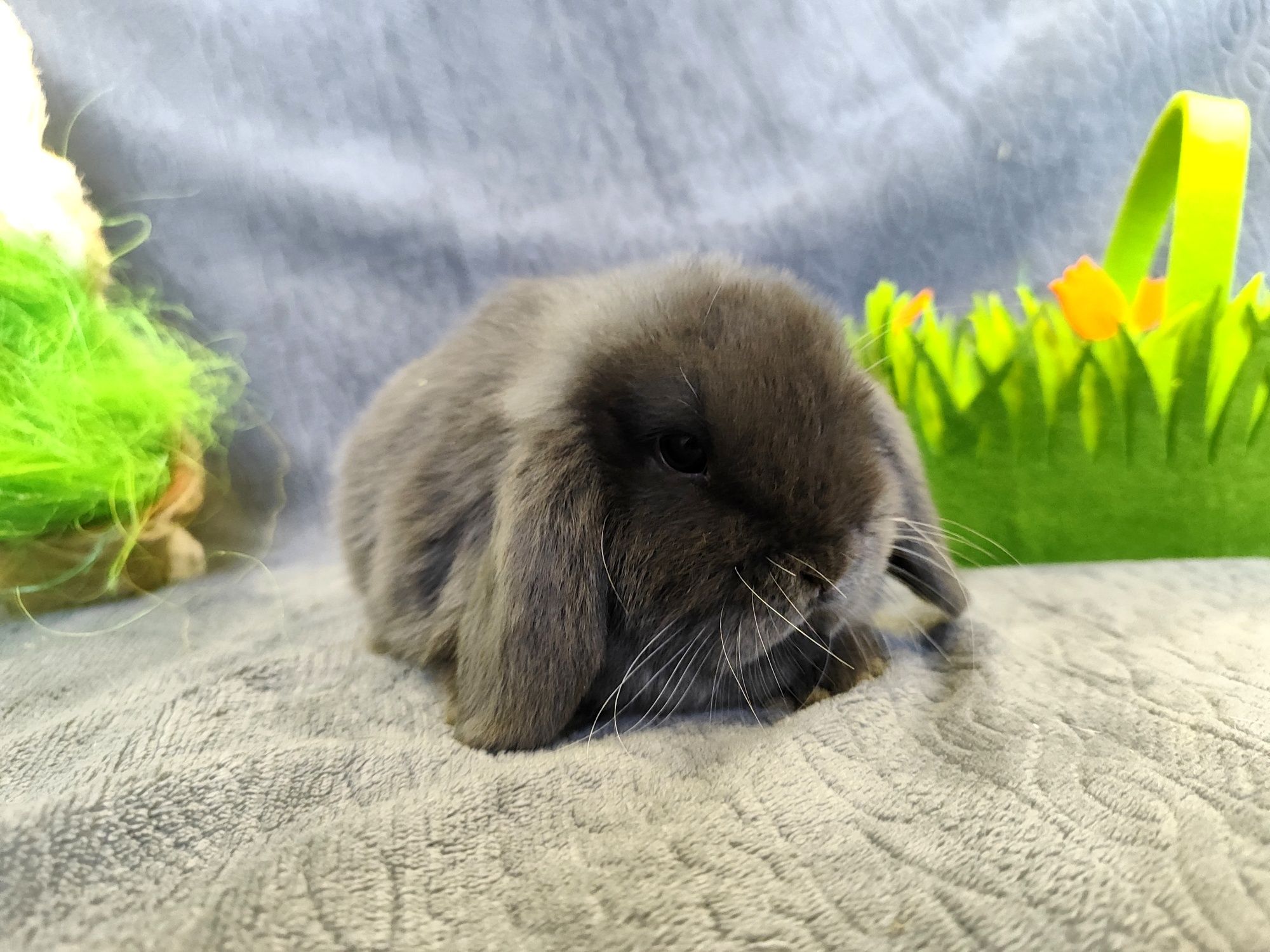 Mini lop rasowy metryka legalna hodowla królik miniaturka baranek