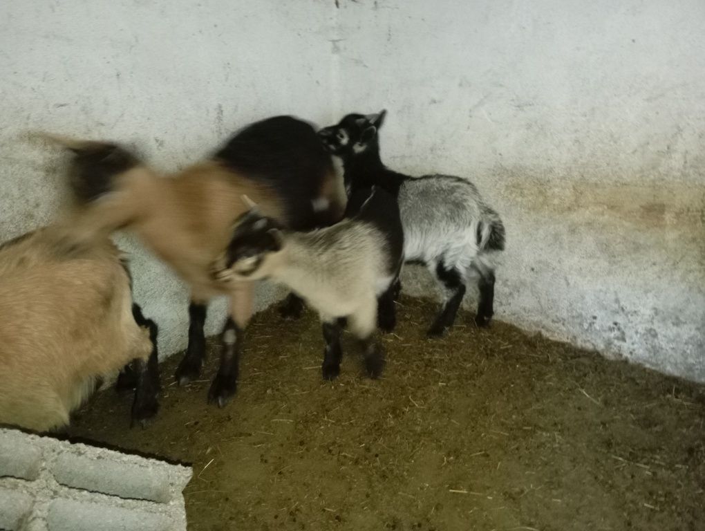 Cabras anãs machos