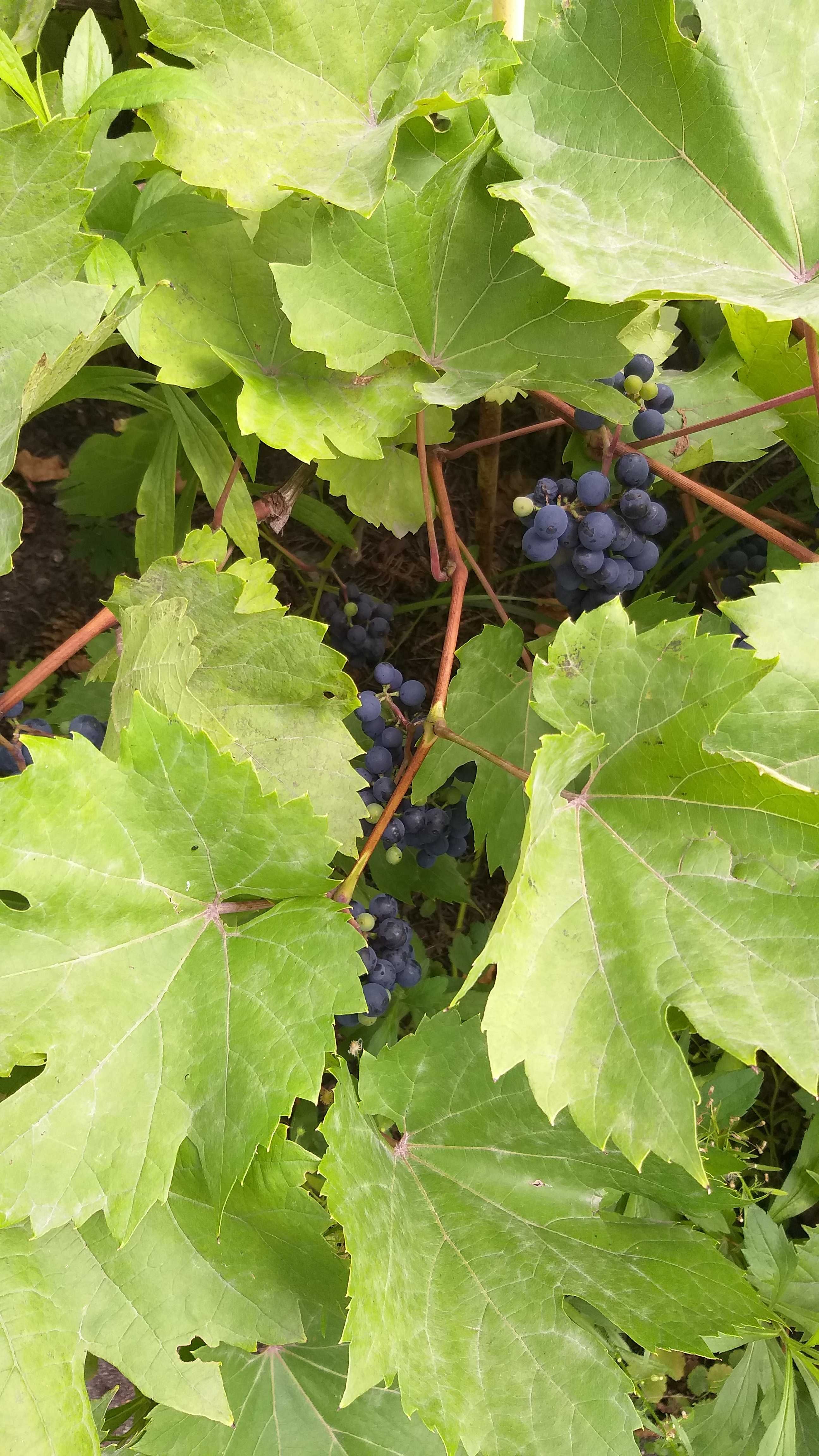 Vitis Vinifera - Winorośl właściwa - ok. 10 lat, ok 1m wysokości