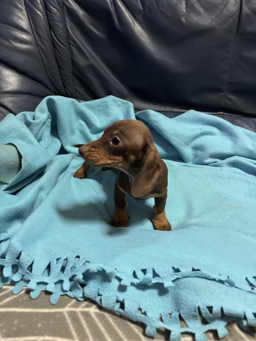 Teckel femea miniatura chocolate