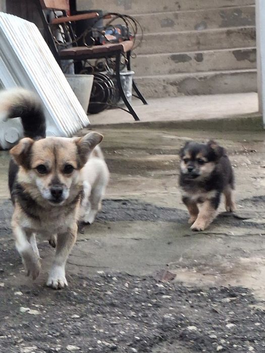 Віддамо  милючих, грайливих та дуже хороших двох дівчаток.