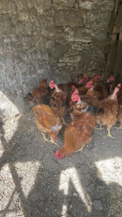 Galos do campo caseiros