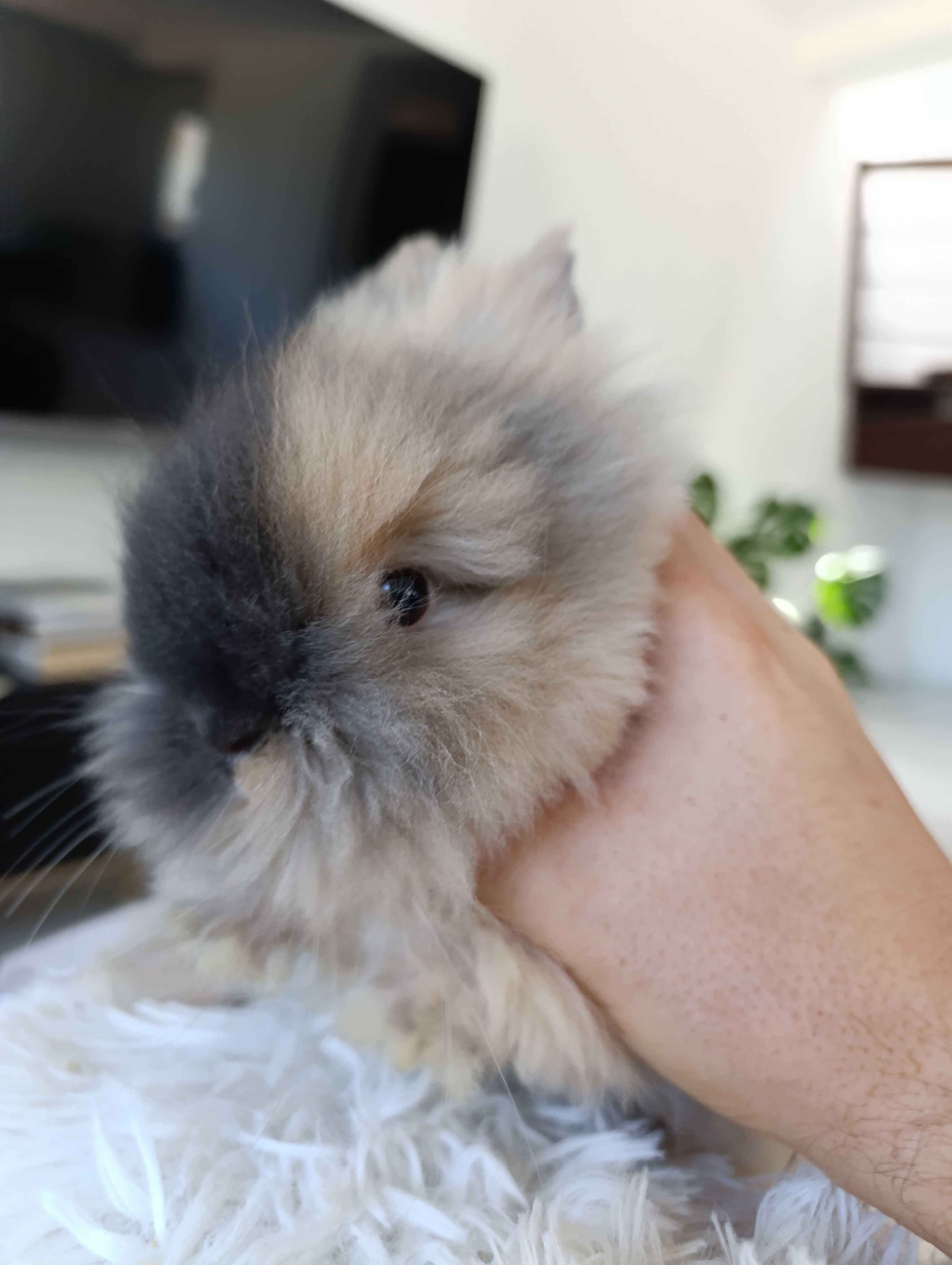 Mini lop karzełek Teddy hodowla zarejestrowana