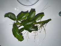Duzy Anubias nana round leaf