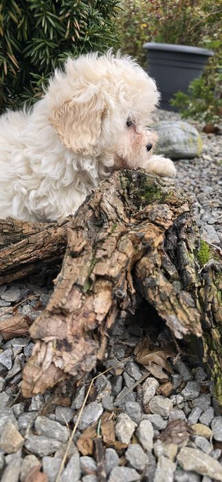 Maltipoo suczka kremowa