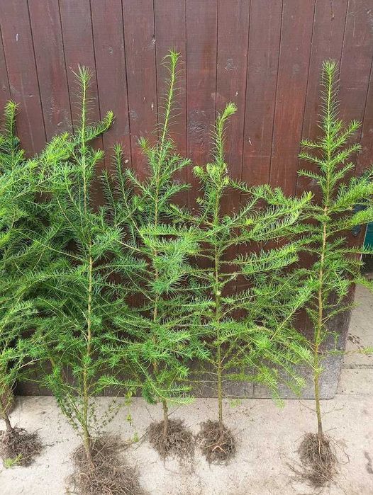 Sadzonki modrzew europejski 140 cm - 160 cm Szkółkowany