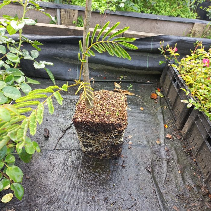 Альбіція Лінкеранська Акація Шовкова Акація 2х річка в контейнері 50см