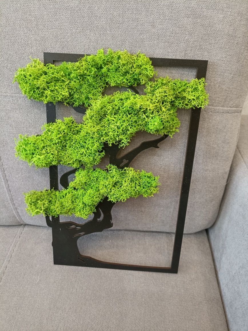 Chrobotek drzewo bonsai