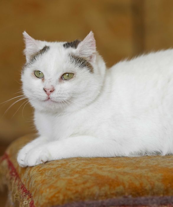 Котенок Циля, милая добрая девочка, в хорошие руки, 1 год