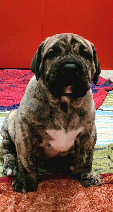 Piesek Samiec Presa Canario Dog Kanaryjski Perro de Presa Peneleos FCI