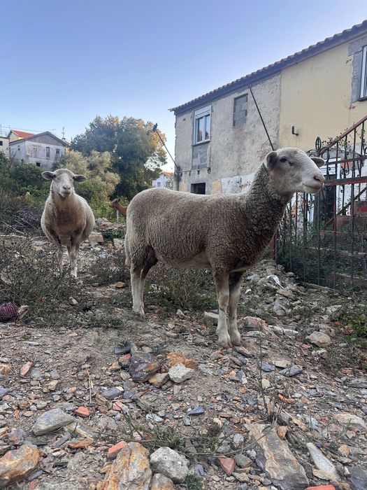 2 ovelhas para vender