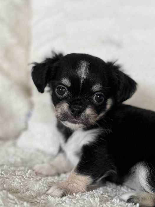 Chihuahua - tricolor sunia
